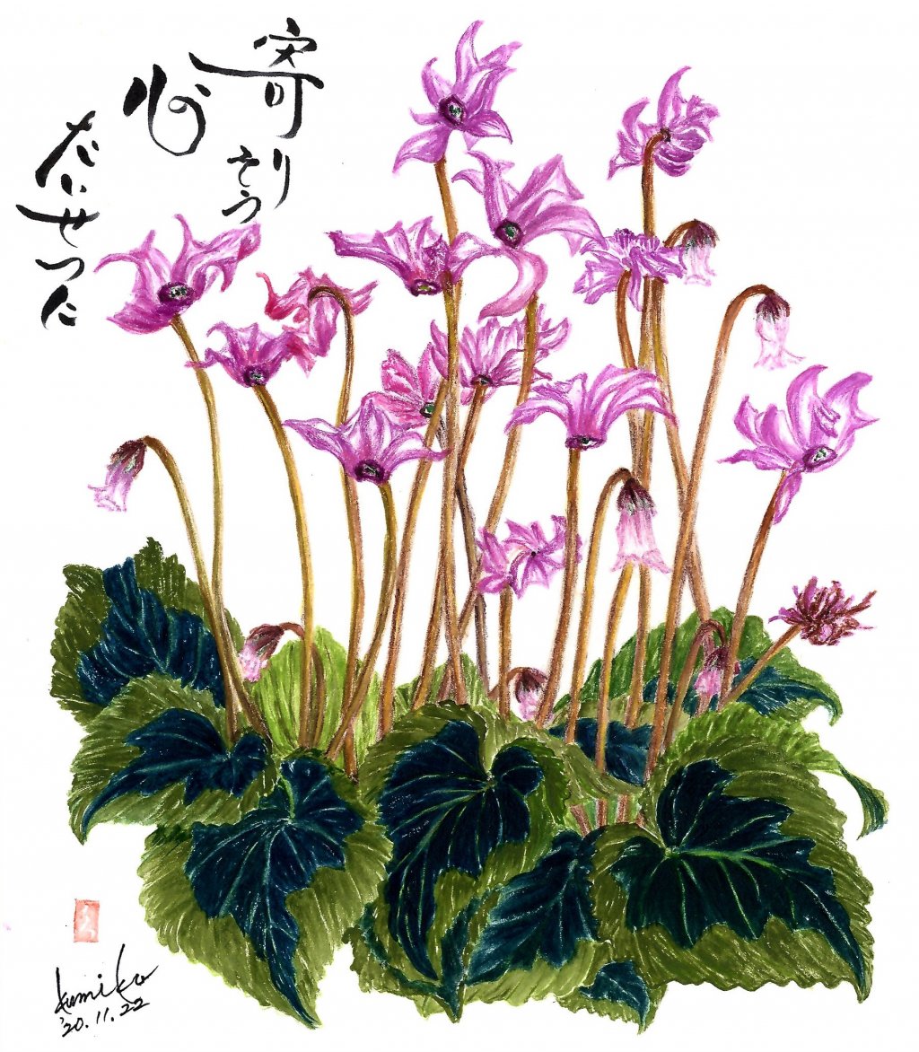 オリガミシクラメン 花言葉「気後れ」