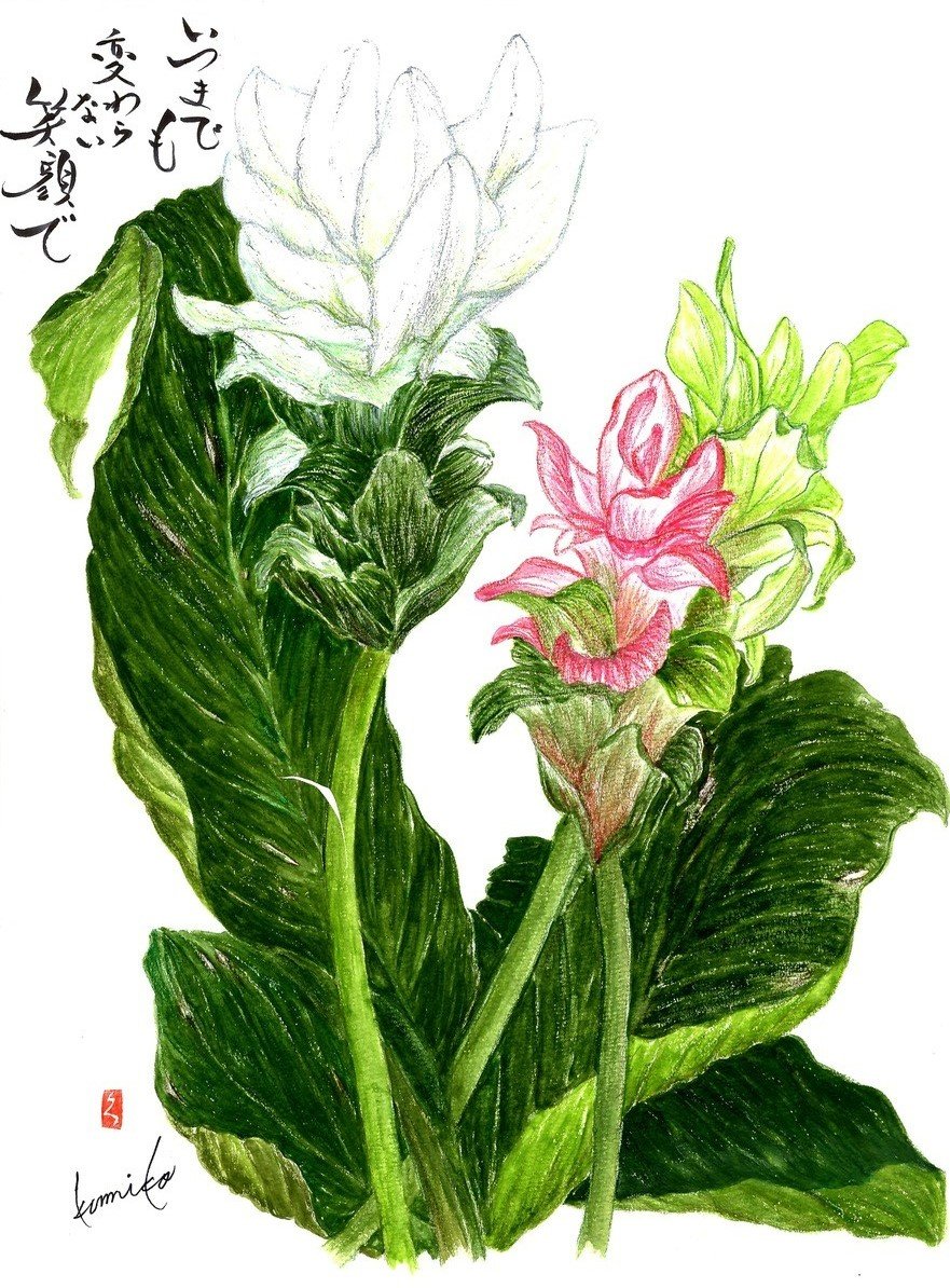 クルクマ　花言葉「忍耐」