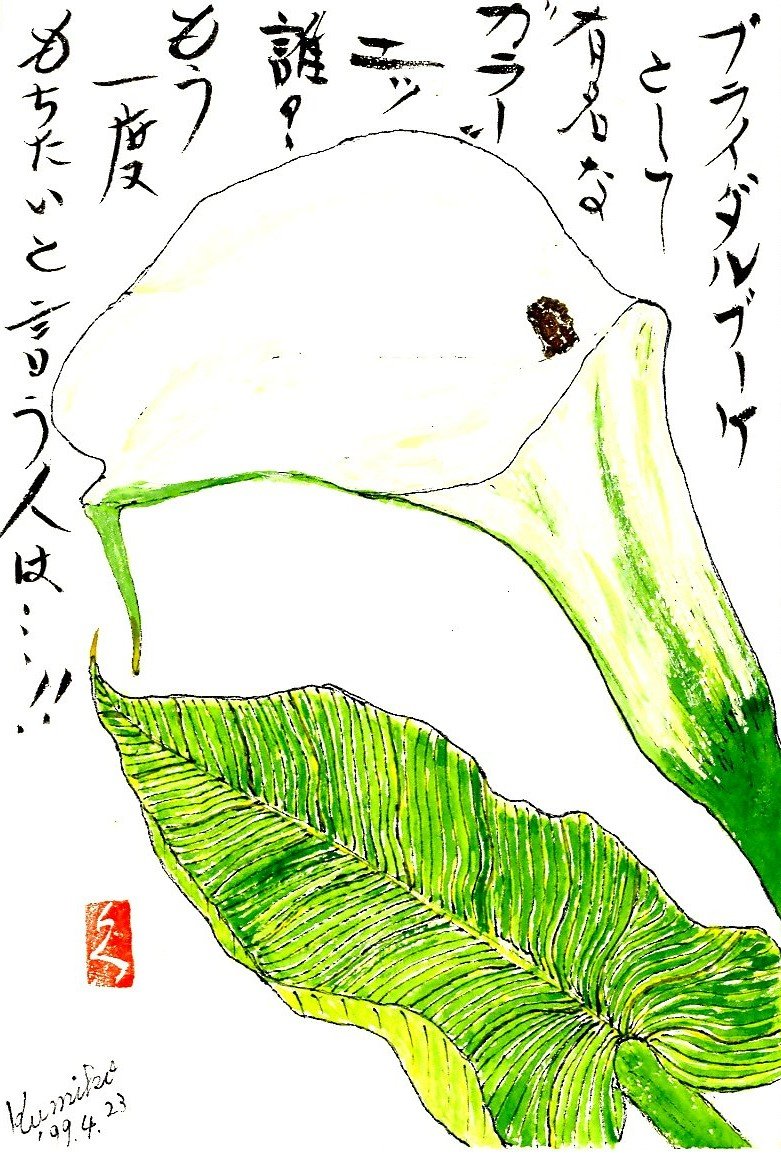 カラー(カラーリリー) 　花言葉「清純」