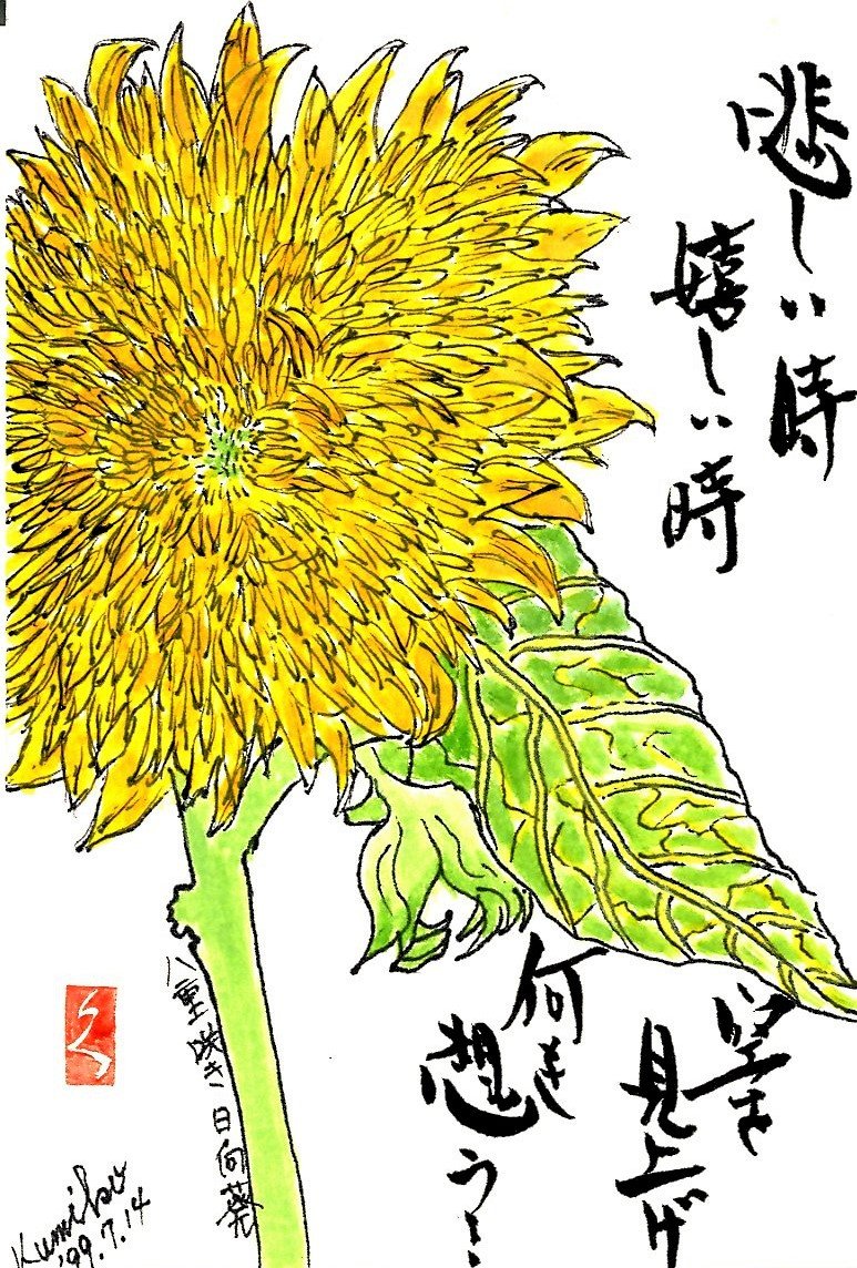 八重ヒマワリ(向日葵) 　花言葉「光輝」