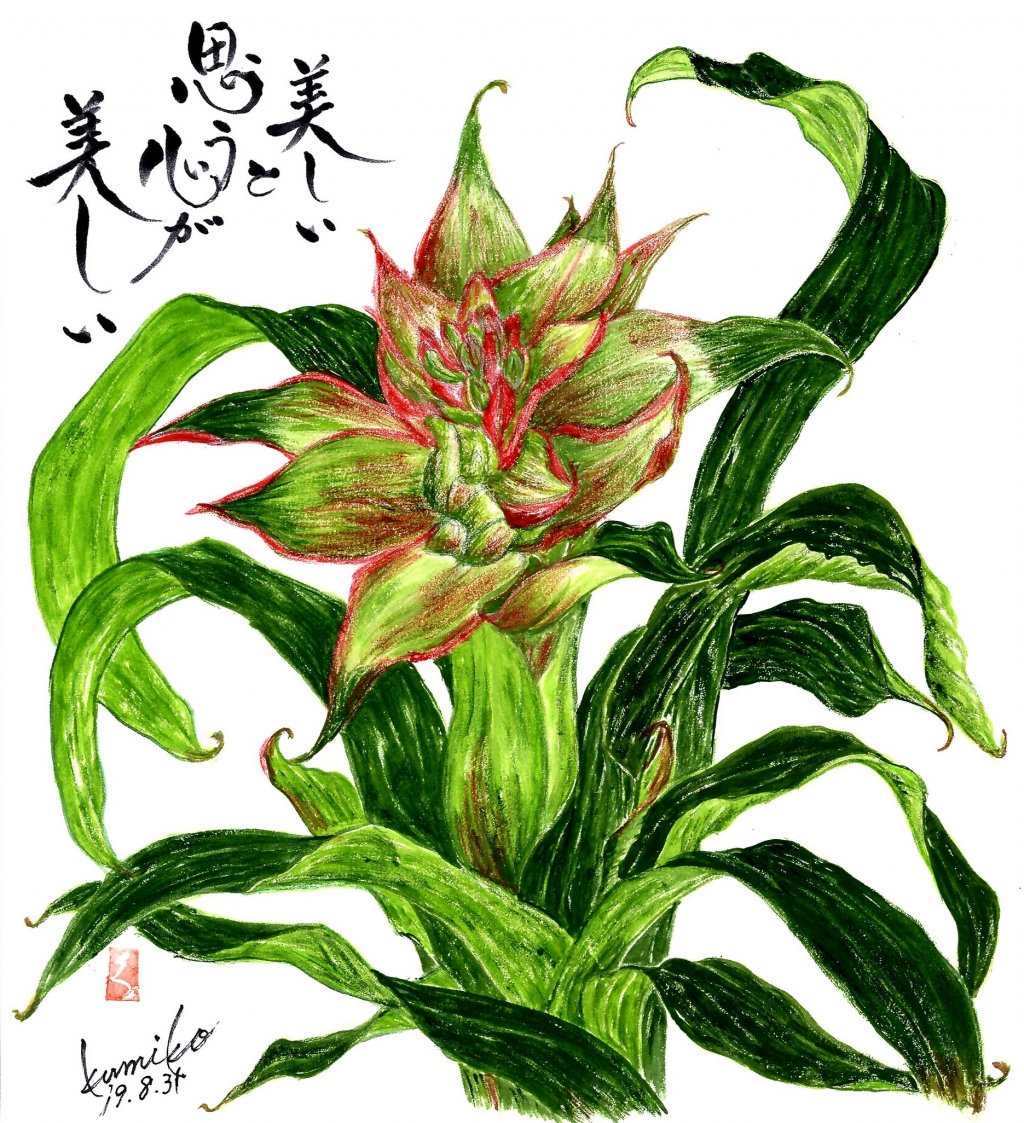 グズマニア・マグ二ヒカ（パインアップル科）　花言葉「いつまでも健康で幸せ」