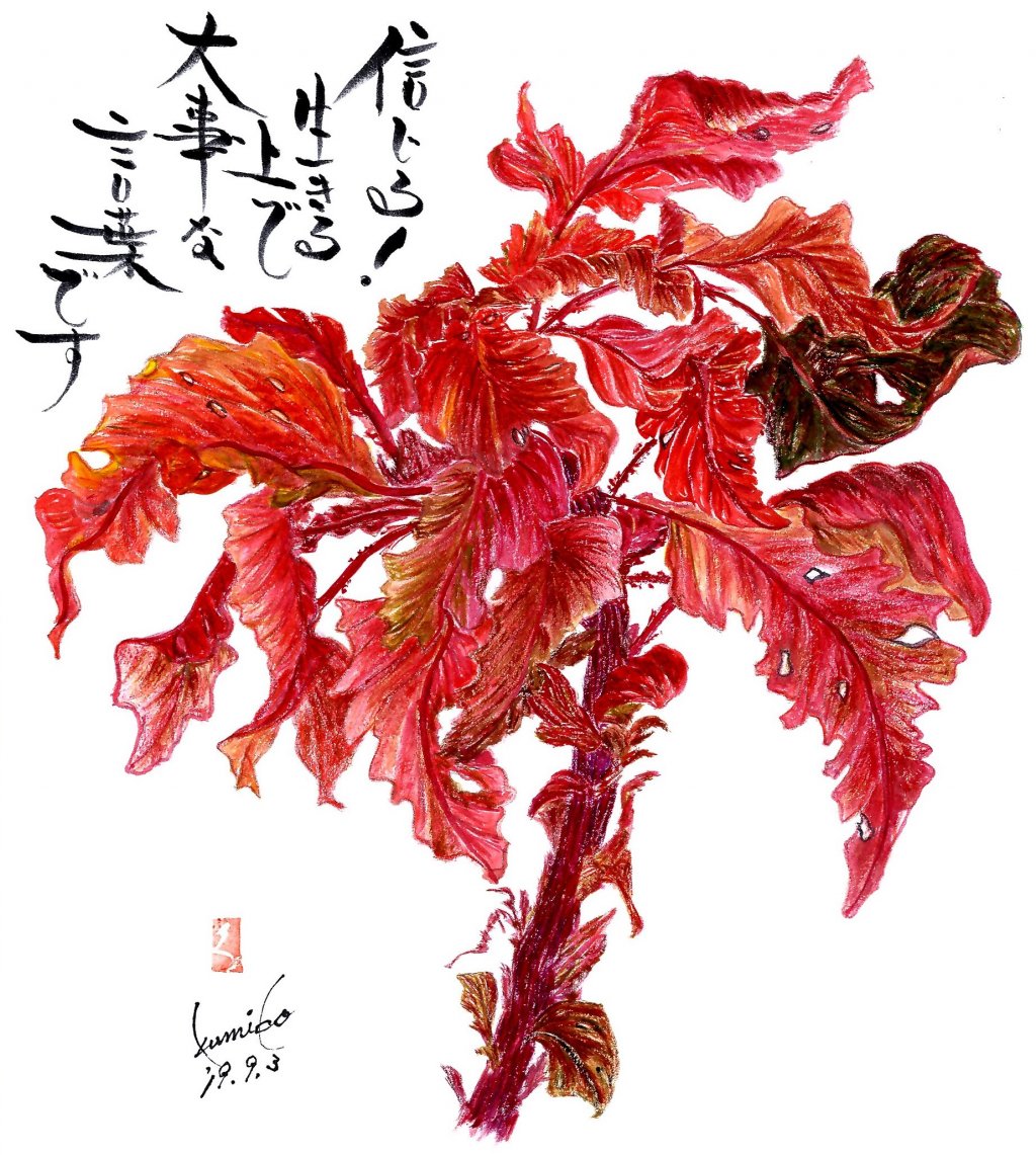 ハゲイトウ(葉鶏頭)　花言葉「粘り強い精神」