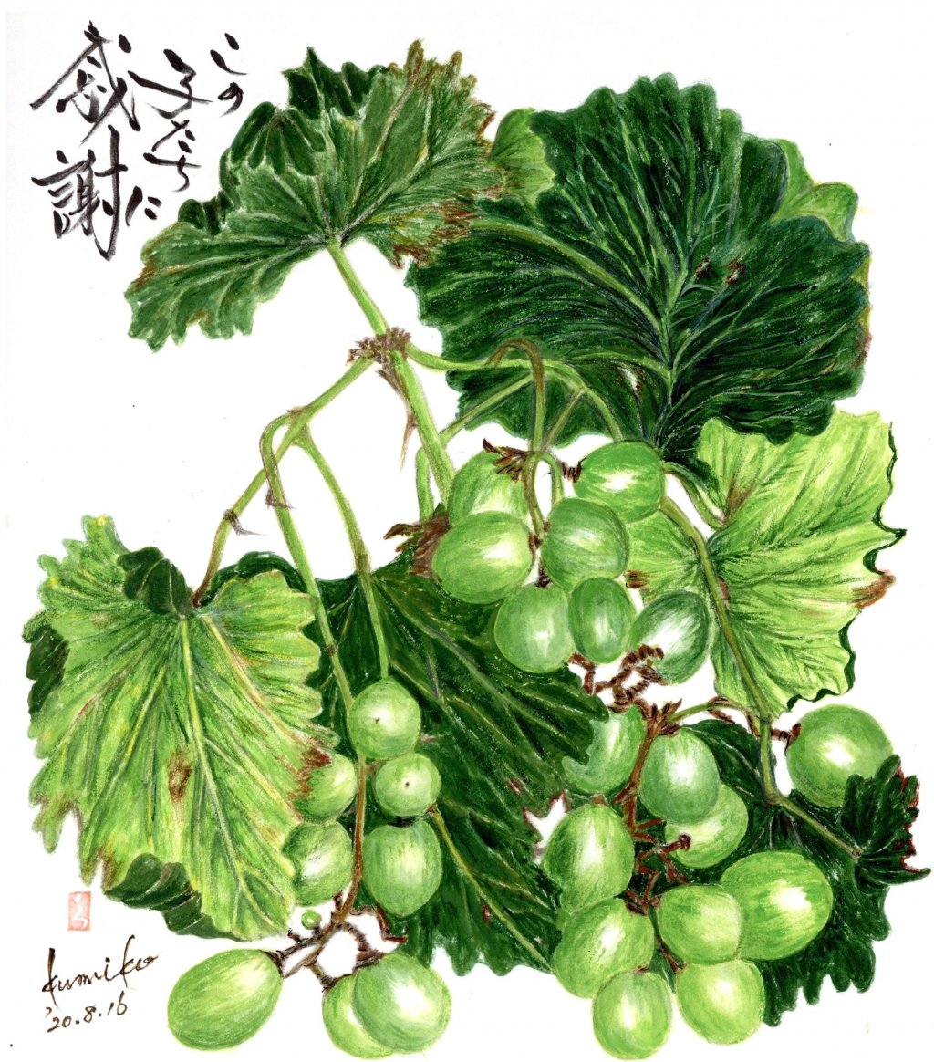 実る前の巨峰　花言葉「思いやり」