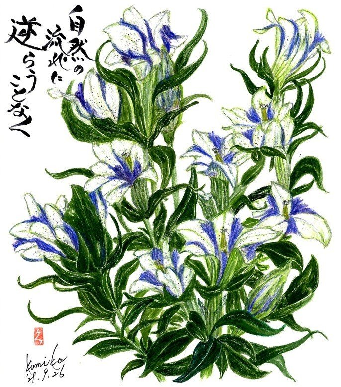 青白リンドウ　花言葉「病気に打ち勝つ」