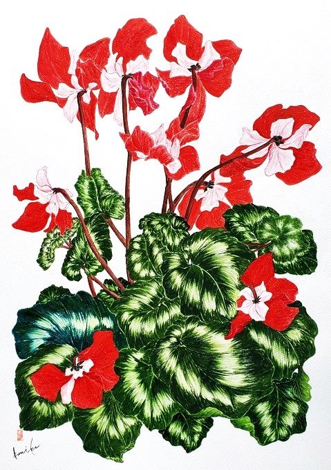 クラシカルドレスシクラメン　花言葉「恥ずかしがりや」