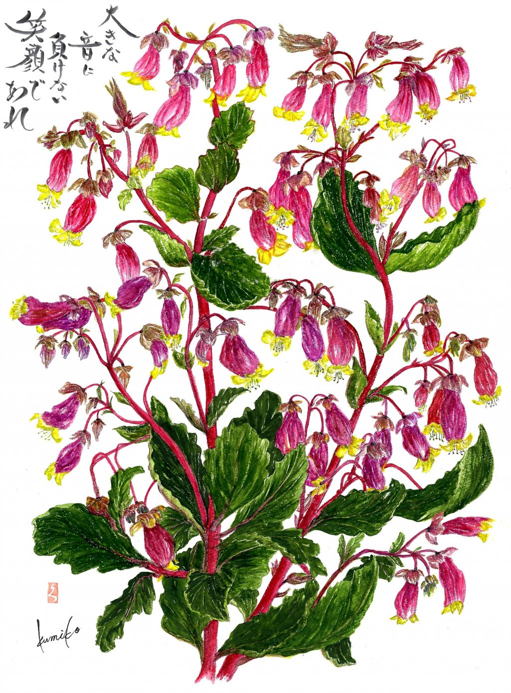 カランコエ　花言葉「感謝」