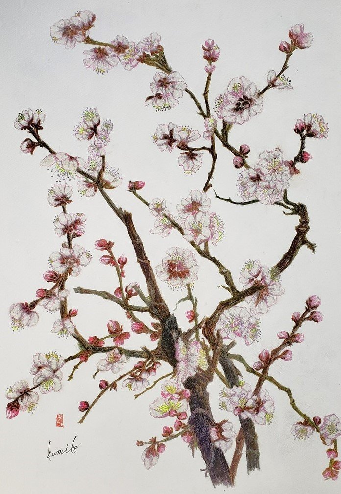 白梅(ハクバイ)　花言葉「気品」