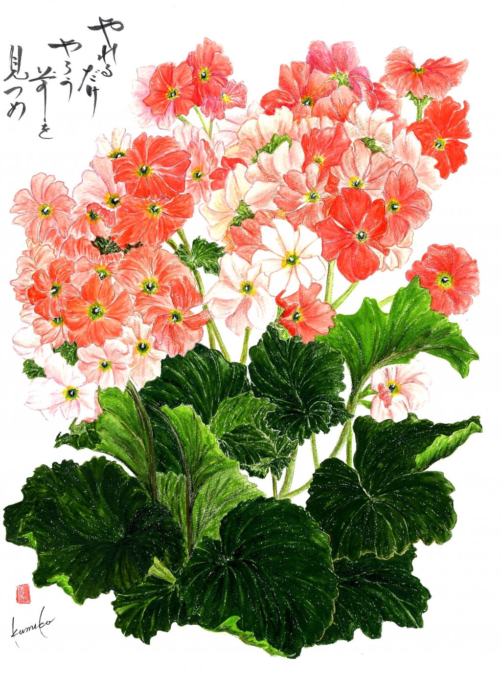 プリムラオブコニカ　花言葉「運命を開く」