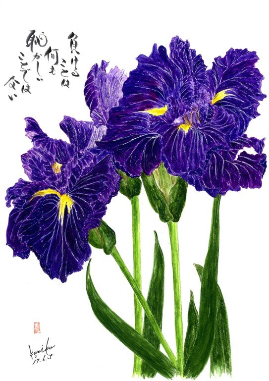 紫ジャーマンアイリス　花言葉「高貴な美しさと知恵」