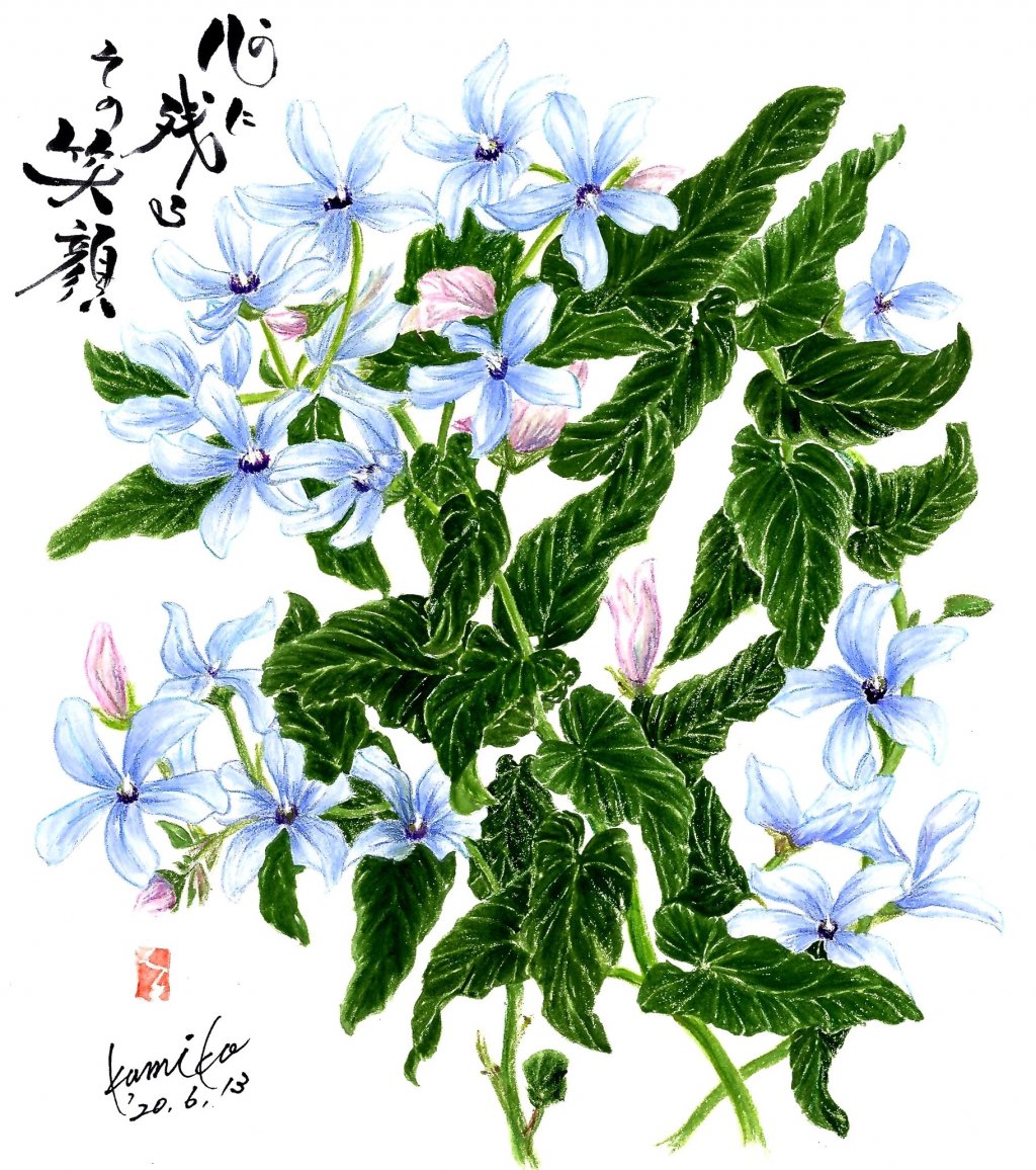 ブルースター　花言葉「信じあう心」