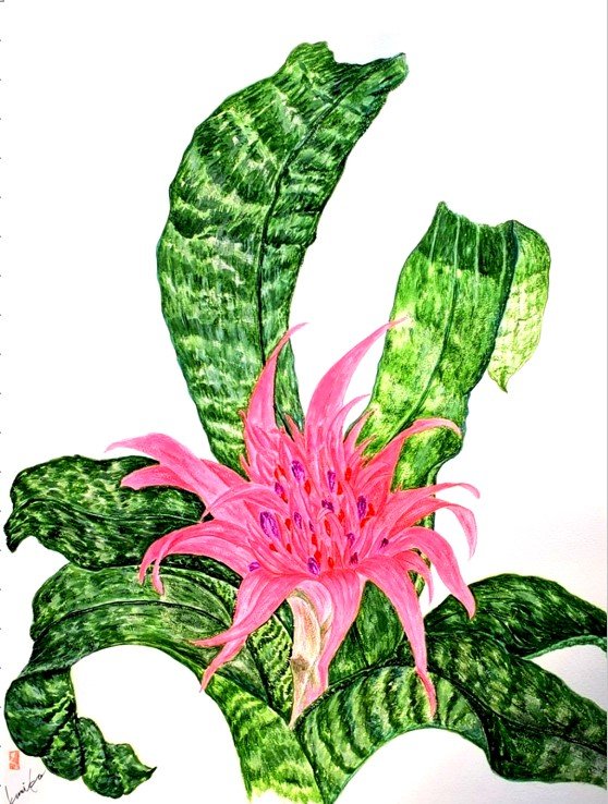 ヱクメア・ファシアータ　花言葉「他人を思う気持ち」