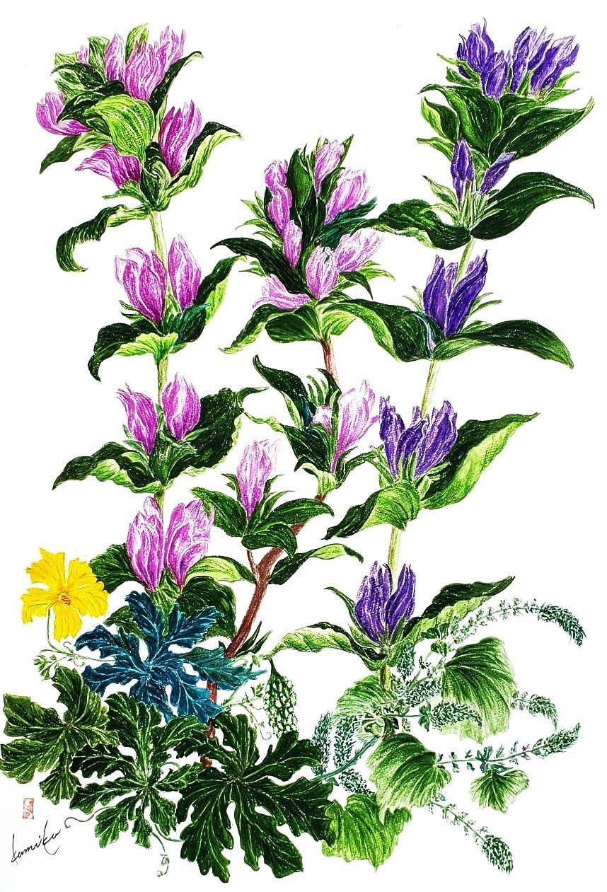 ゴーヤ＆リンドウ　花言葉「リンドウ＝誠実」