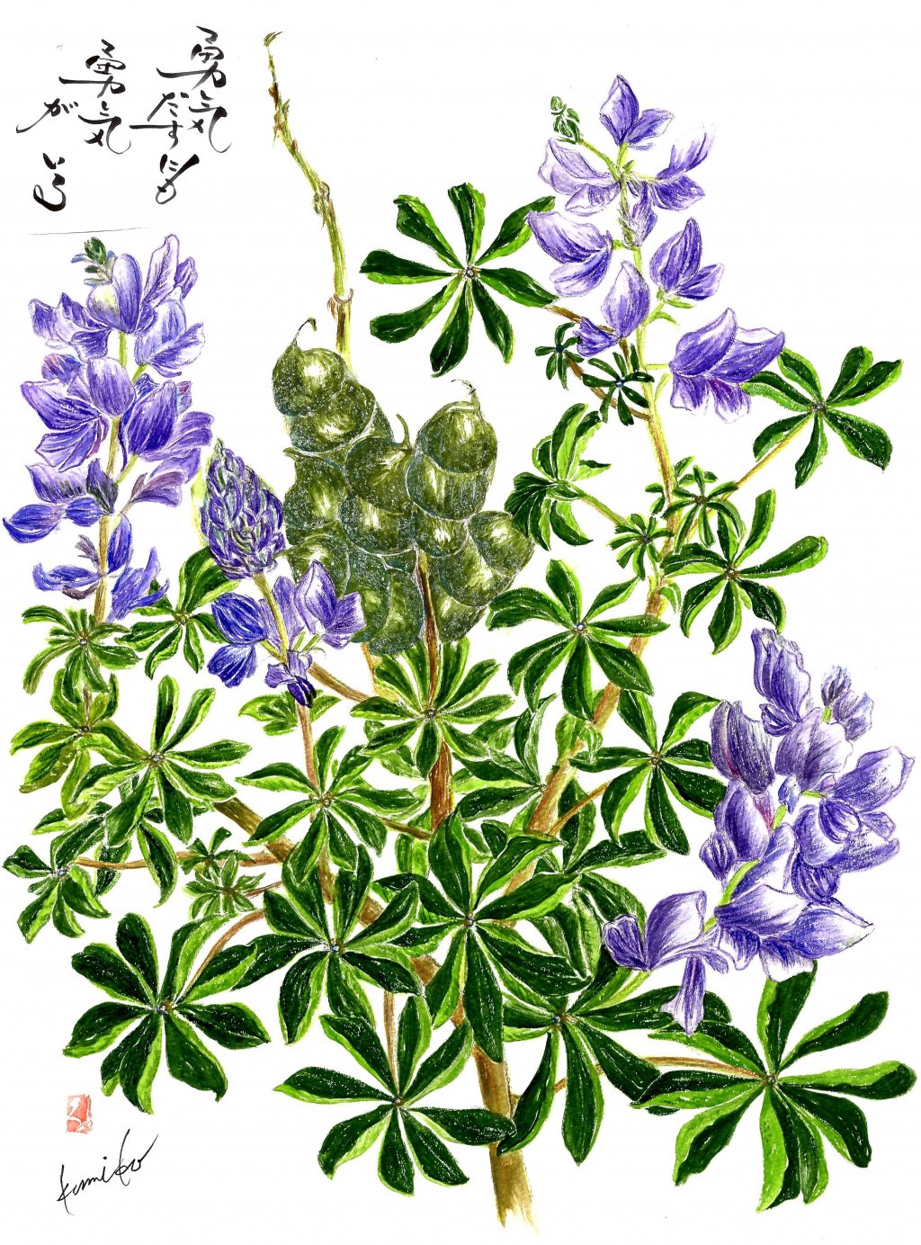 カサバルピナス(傘葉)　花言葉「共感」