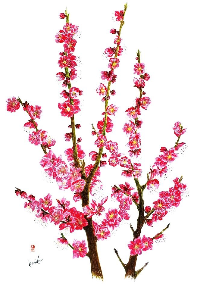 紅梅(こうばい)　花言葉「忍耐」