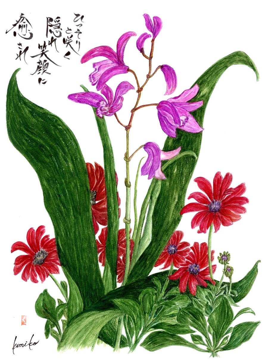 紫蘭(シラン)＆オステヲスペルマム　花言葉「美しい姿…＆…無邪気」