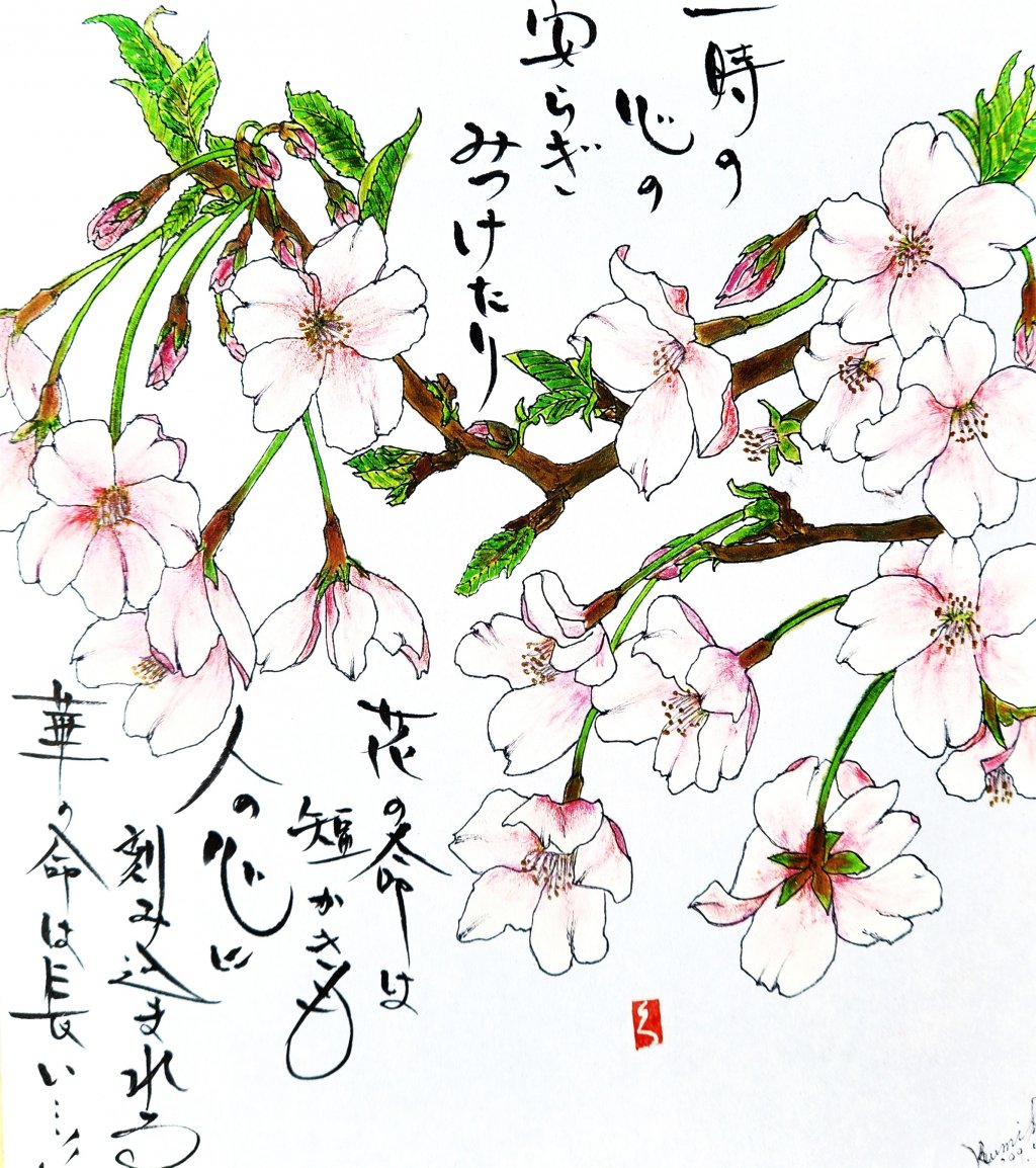 ソメイヨシノ　花言葉「清純」