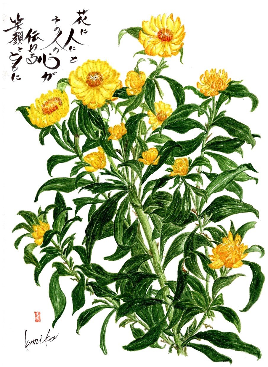 ヘリクリサム(ムギワラギク)　花言葉「永遠の想い出」