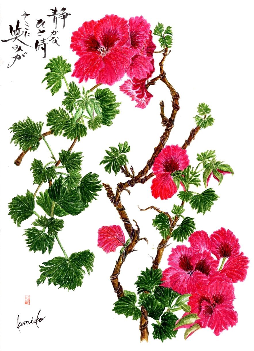 デラルゴニュウム　花言葉「感謝」