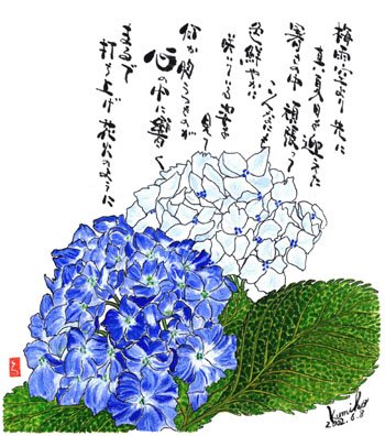 あじさい（青） 　花言葉　「忍耐強い愛」