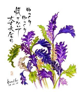 葉ぼたん苗　花言葉「愛をつつむ」