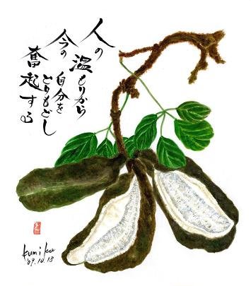 アケビ　花言葉「才能」