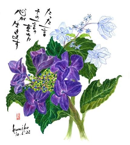 額アジサイ＆ヤマアジサイ　花言葉「謙虚」