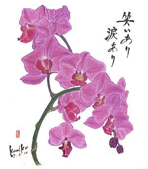 胡蝶蘭 　花言葉「華やかさ」