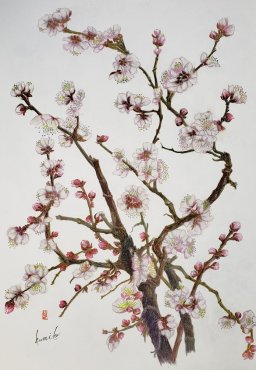白梅(ハクバイ)　花言葉「気品」