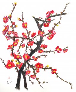ボケの花(木瓜)　花言葉「平凡」