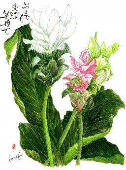 クルクマ　花言葉「忍耐」