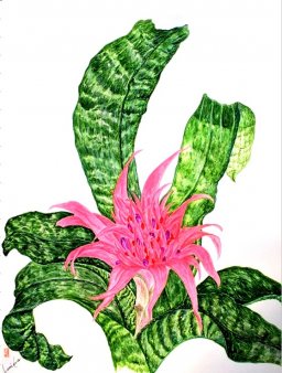 ヱクメア・ファシアータ　花言葉「他人を思う気持ち」