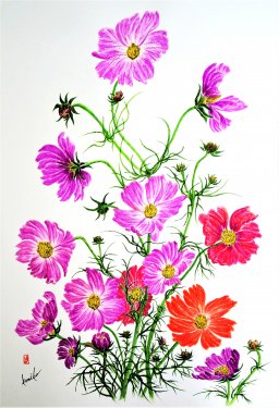 秋桜（コスモス）　花言葉「純潔」