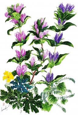 ゴーヤ＆リンドウ　花言葉「リンドウ＝誠実」