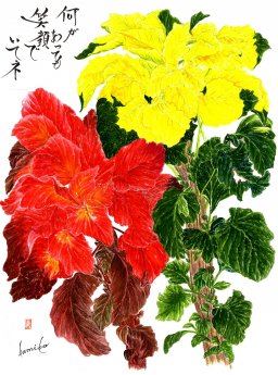 ハゲイトウ(葉鶏頭)　花言葉「不老不死」