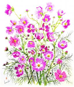 コスモス（秋桜）　花言葉「優しさ」