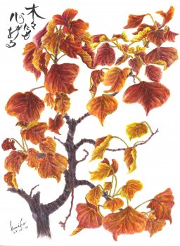 ナンキンハゼ(南京櫨)　花言葉「真心」