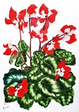 クラシカルドレスシクラメン　花言葉「恥ずかしがりや」