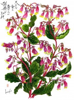 カランコエ　花言葉「感謝」