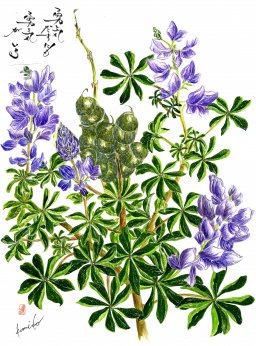 カサバルピナス(傘葉)　花言葉「共感」