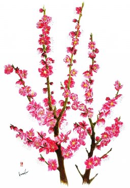 紅梅(こうばい)　花言葉「忍耐」