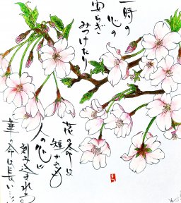 ソメイヨシノ　花言葉「清純」