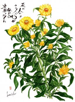 ヘリクリサム(ムギワラギク)　花言葉「永遠の想い出」