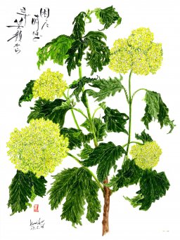 ビバーナル・スノーボール　花言葉「年齢を感じる」