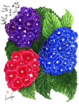 3色紫陽花(アジサイ)　花言葉『辛抱強い愛情』