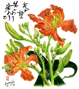 甘草(カンゾウ)　花言葉「悲しみを忘れる」