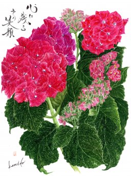 赤アジサイ(紫陽花)　花言葉「元気な女性」