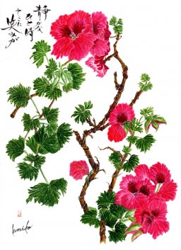 デラルゴニュウム　花言葉「感謝」