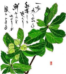 トベラ（蕾）　花言葉「飛躍」