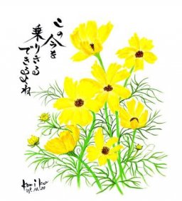 黄花コスモス　花言葉「真心」