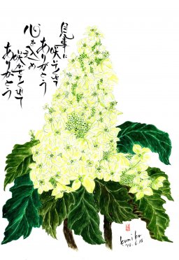 柏葉アジサイ　花言葉「清楚」